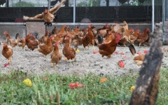 [포토]청정지역 제주에서 키우는 청정 토종닭