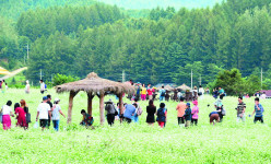 효석문화제… 억새꽃·닭갈비 한마당… 강원도 축제의 계절