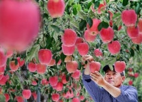홍로 수확 한창인 충북 괴산 과수원