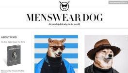 멋을 아는 개… 사람보다 옷 잘 입는 ‘펫셔니스타’