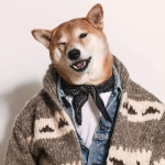 멋을 아는 개… 사람보다 옷 잘 입는 ‘펫셔니스타’