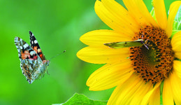 [포토 카페] 나비 유혹하는 해바라기