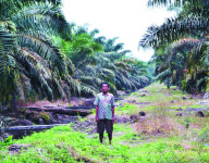 [값싼 식탁, 비싼 대가] 라면·과자 만드는 팜오일, 대규모 환경파괴의 산물