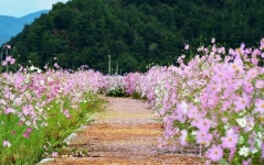 가을을 알리는 코스모스 길