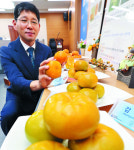 [포토] “국산 단감, 입맛대로 골라드세요”