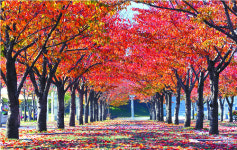 문화·관광·쇼핑… 축제로 달궈지는 달구벌 가을