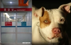 “우리 개가 아파요” 대학병원 응급실 찾아 치료 요구한 견주