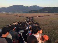 세계 5대 연안습지 순천만서 11월 3~5일 갈대축제 열려