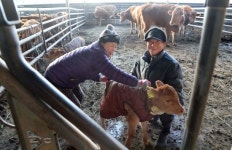 “롱패딩! 나도 입었어요” 한파 속 깜찍한 송아지