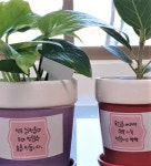 ‘청렴과 나는 친구사이’…용인시 구성동주민센터 ‘청렴화분’ 등장 