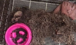 누구도 책임지지 않는 ‘강아지 79마리 떼죽음’ 참사