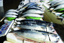 대한민국 대표 생선 ‘고등어’ 해수욕장 ‘해운대’ 1위 꼽아