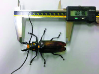 장수하늘소 7개월 만에 성충 키우는 기술 개발