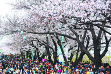 서울 벚꽃축제 다음 달 ‘팡파르’