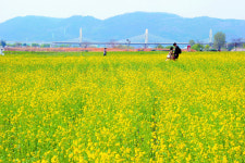 금호강 하중도, 관광명소 개발