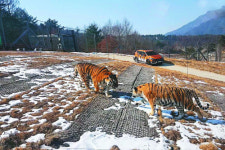 백두산 호랑이 거니는 ‘백두대간 수목원’ 문 연다