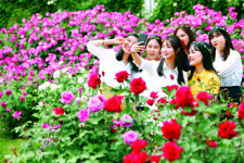 서울도 울산도 광주도 “그대 이름은 장미”… ‘장미축제’ 활짝 