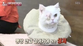 ‘동물농장’ 끔찍한 고양이 학대 사건… “충격을 넘어 소름”