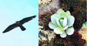 추자도서 매·흑비둘기·연화바위솔 등 희귀 동·식물 493종 확인