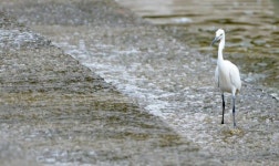 백로의 먹이 사냥법