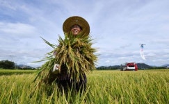 처서 앞두고 첫 수확의 기쁨