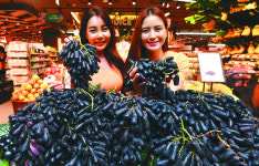 [포토] “가지처럼 생긴 이색 포도 맛보세요”