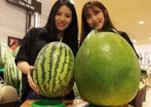 광주 특산물 무등산 수박의 가격은?...한 통에 28만원