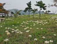부안 위도로 상사화(相思花) 보러 오세요
