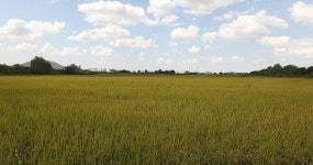 노랗게 노랗게 물들었네 황금빛 들녘과 가을하늘