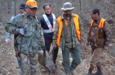 도봉구 주말농장에 멧돼지떼 출몰…5마리 사살·2마리 산속으로