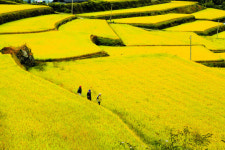 [And 여행] 금빛 일렁이는 가을이 결실 내줍니다