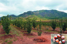 [북녘땅 살리는 생명나무를 보내자] 유실수, 北 산림 살리고 주민엔 열매 부수입 ‘일석이조’