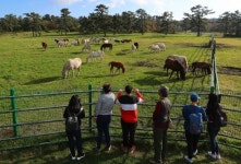 천고마비의 계절, 자유롭게 뛰어노는 제주마들