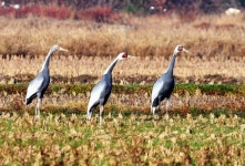 재두루미 가족 우리 광포만 왔어요 
