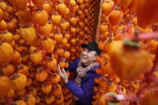 쫀득한 곶감이 주렁주렁