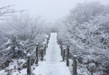 하얗게 하얗게 물들었네~ 눈꽃 세상 한라산