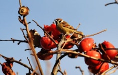 까치밥 홍시 먹는 참새들