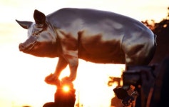 황금돼지해 돼지축사에 불…경북 의성 축사 7동에서 1140여마리 폐사.