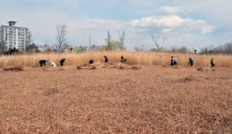 억새가 억수로 많네 대구 율하 억새풀 정리