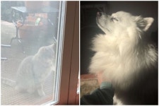 세상 떠난 ‘절친’ 강아지 매일 찾아오는 고양이