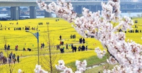부산 대저생태공원 벚꽃·유채꽃 장관