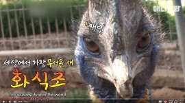 발차기로 맹수 몸 찢는다는 ‘공포의 새’에 피살된 남자