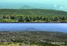 고산지 침엽수종 집단 고사 진행 확인