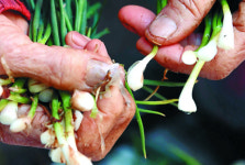 [곽경근의 시선 & 느낌] 장터 지키는 할머니의 거친 손… “오늘 목표는 7만원”