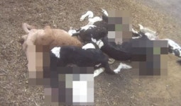 미국 발칵 뒤집은 송아지 농장 학대(영상)