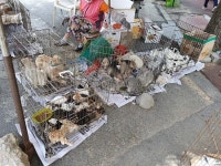 좁은 케이지에 엉켜있는 고양이..담양 불법 동물시장