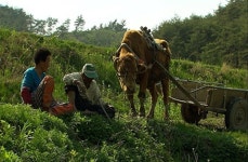 ‘워낭소리’ 이삼순 할머니 별세… 그리운 할아버지 곁으로