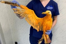 영국 도로에 등장한 봉황?…오묘한 주황새 정체는