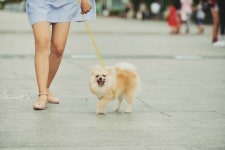 목줄 채워달라 하자 “내 개는 명품견” 욕설한 교수 벌금형
