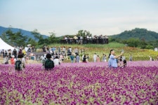 양주시, ‘2019 양주 천만송이 천일홍 축제’ 준비 순항